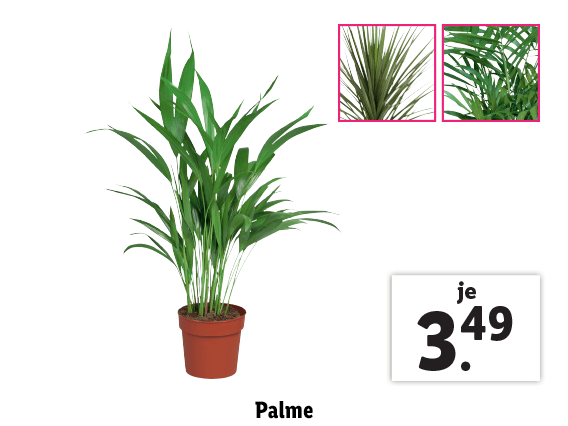 Palme