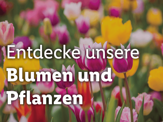 Blumen und Pflanzen