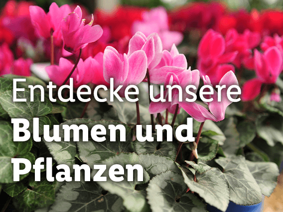 Blumen & Pflanzen
