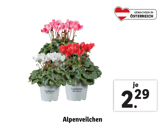  Alpenveilchen