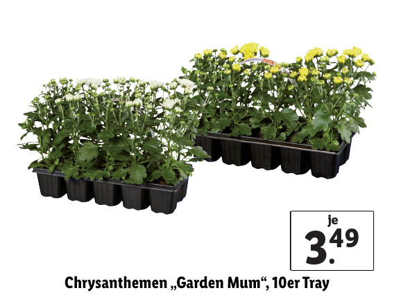 Chrysanthemen „Garden Mum“, 10er Tray