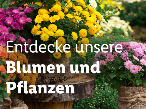 Blumen & Pflanzen
