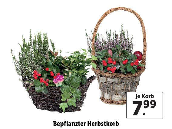  Bepflanzter Herbstkorb