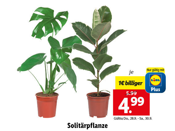 Solitärpflanze