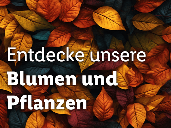 Blumen & Pflanzen