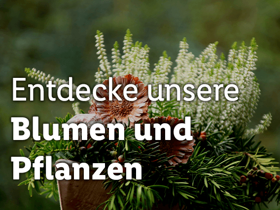 Blumen und Pflanzen