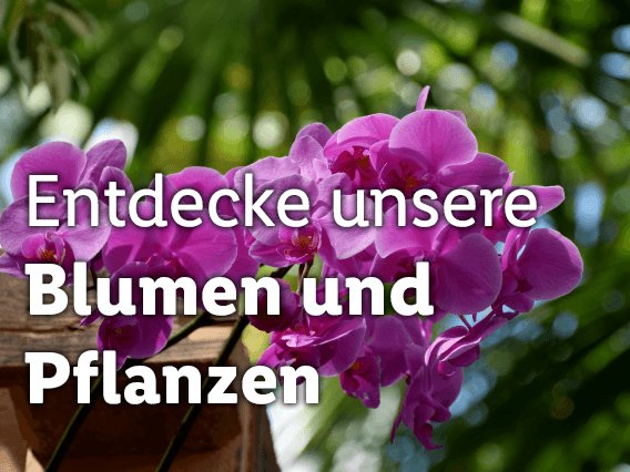 Blumen und Pflanzen