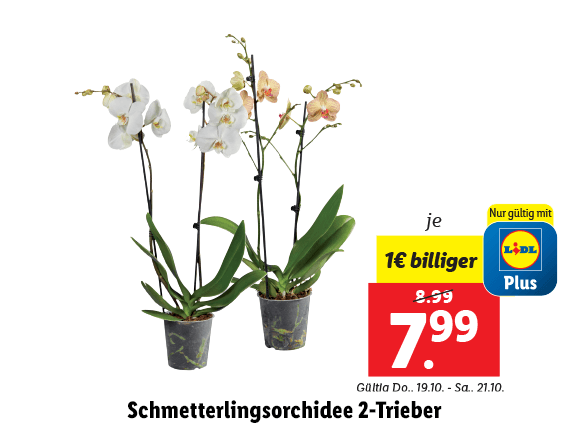 Schmetterlingsorchidee 2-Trieber