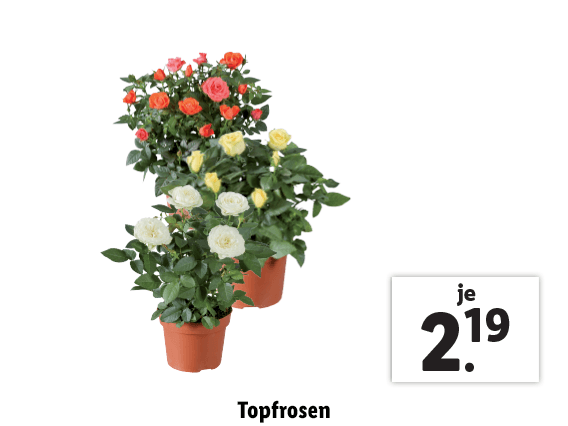 Topfrosen
