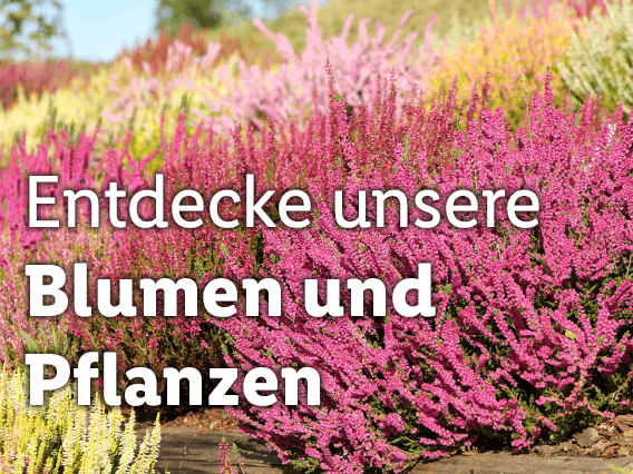 Blumen und Pflanzen