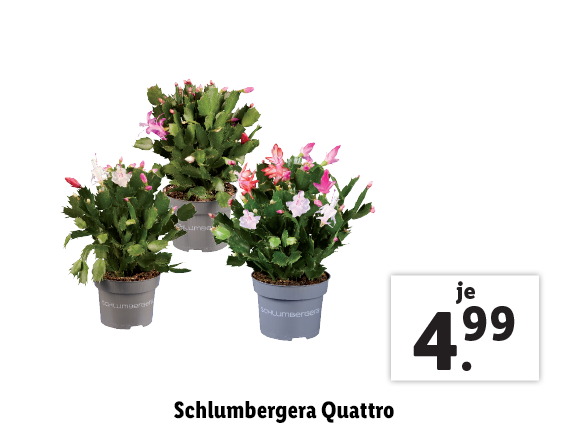 Schlumbergera Quattro