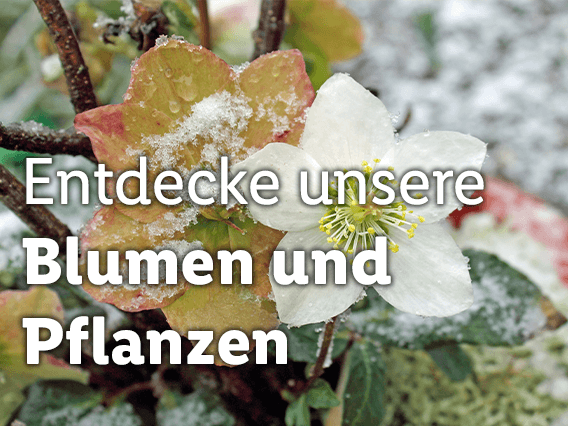 Blumen und Pflanzen