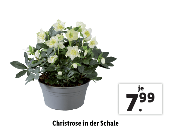 Christrose in der Schale