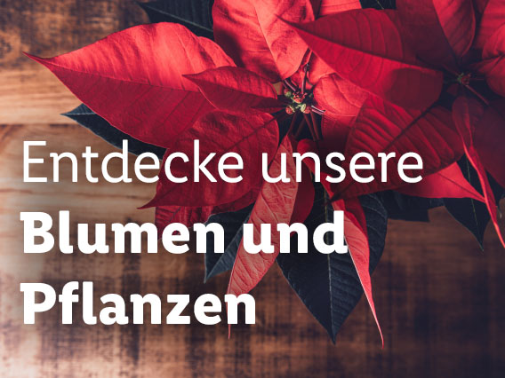 Blumen und Pflanzen