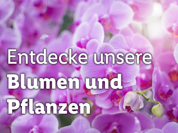 Blumen und Pflanzen