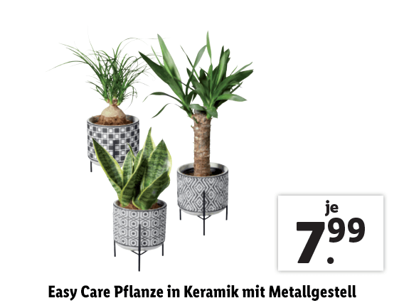 Easy Care Pflanze in Keramik