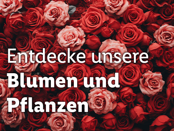 Blumen und Pflanzen