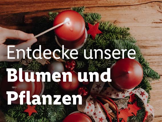 Blumen und Pflanzen