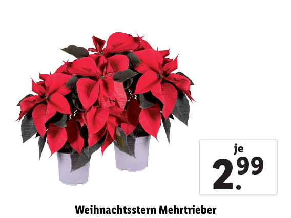 Weihnachtsstern Mehrtrieber