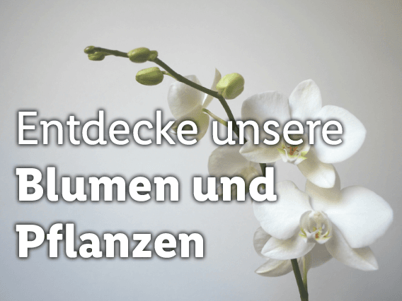 Blumen und Pflanzen