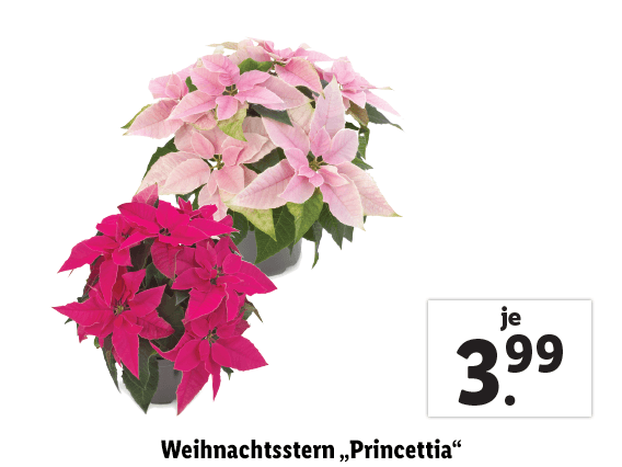 Weihnachtsstern "Princettia"