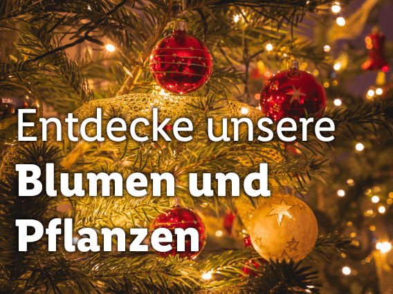 Blumen und Pflanzen