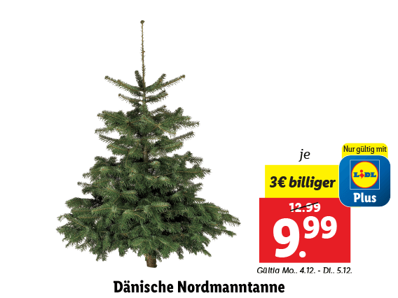 Dänische Nordmanntanne