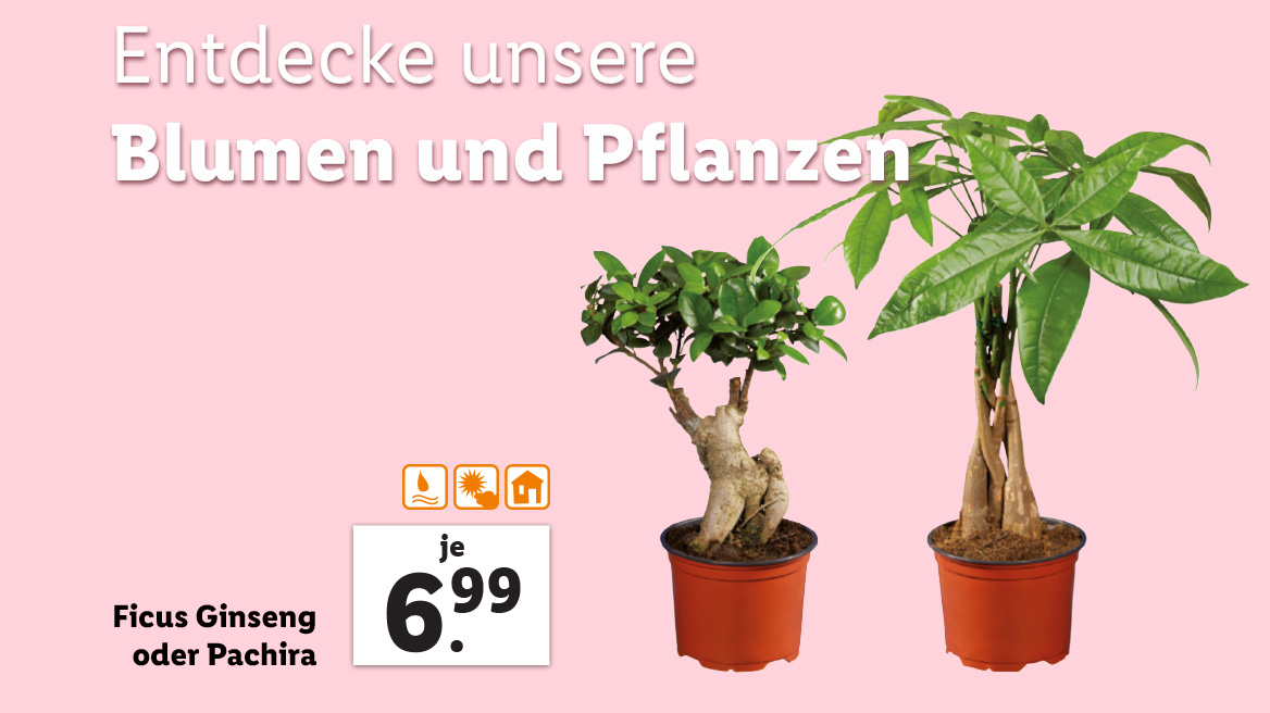 Ficus Ginseng oder Pachira