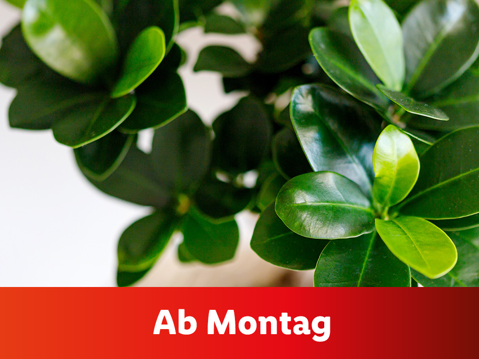 Schöne Pflanzen