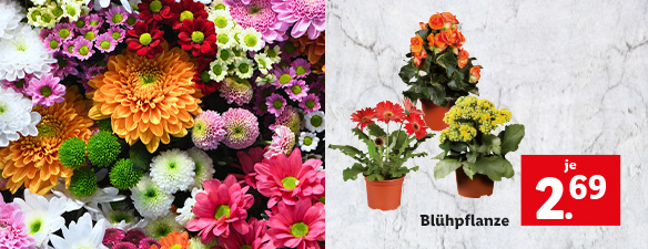 Blumen
