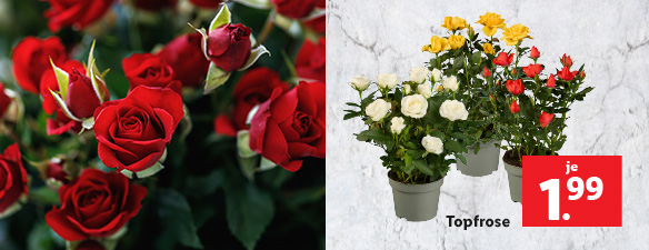 Blumen