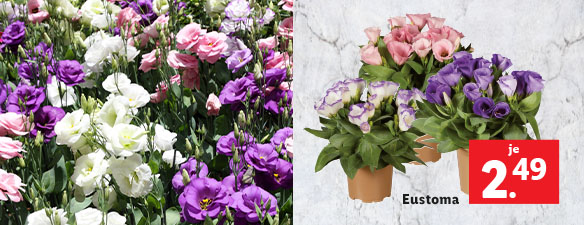 Blumen