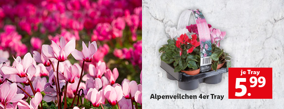 Blumen