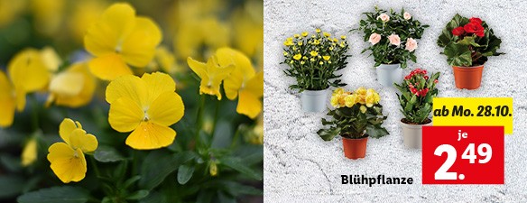 Blumen und Pflanzen