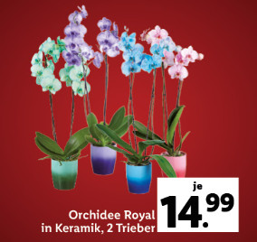 Blumen & Pflanzen