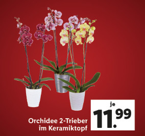 Blumen & Pflanzen