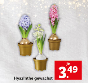 Blumen & Pflanzen