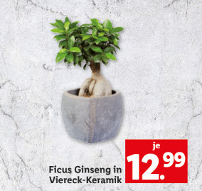 Blumen & Pflanzen