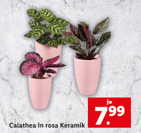 Blumen & Pflanzen: Calathea in rosa Keramik