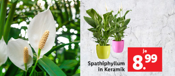 Blumen & Pflanzen: Spathiphyllum in Keramik