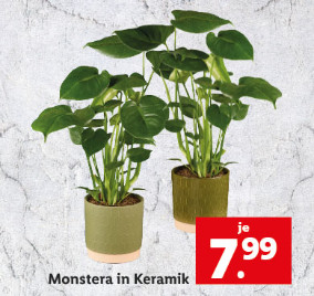 Blumen und Pflanzen mit Monstera in Keramik