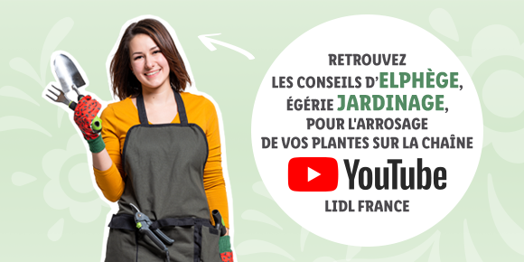 Newsletter Lidl France